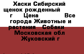 Хаски Сибирский (щенок рожденный 20.03.2017г.) › Цена ­ 25 000 - Все города Животные и растения » Собаки   . Московская обл.,Жуковский г.